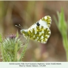 euchloe ausonia male2